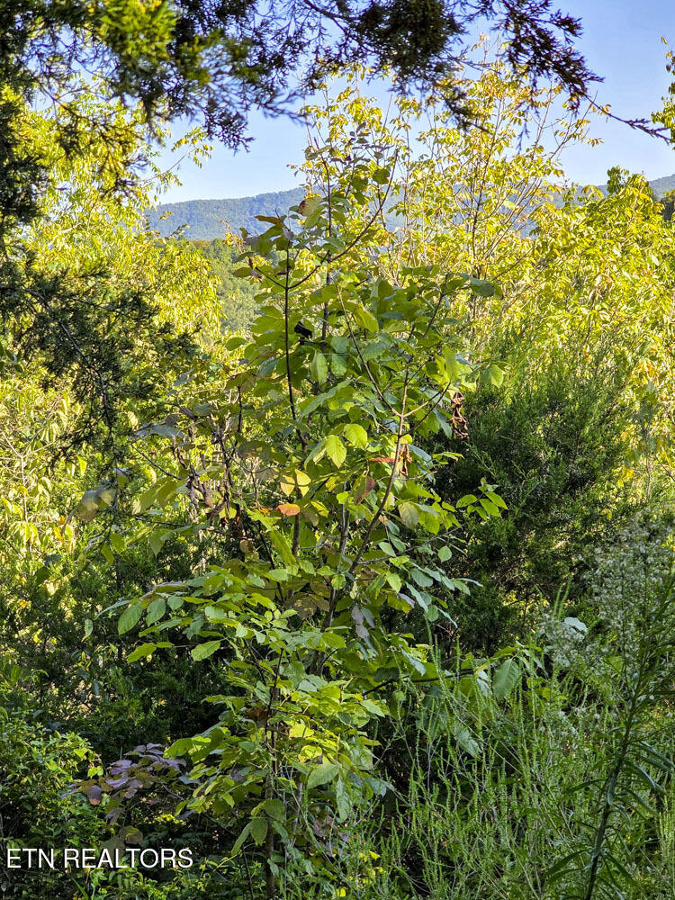 2534 Muddy Hollow Road Dandridge, TN 37725 - Photo 23 of 39 e (7)