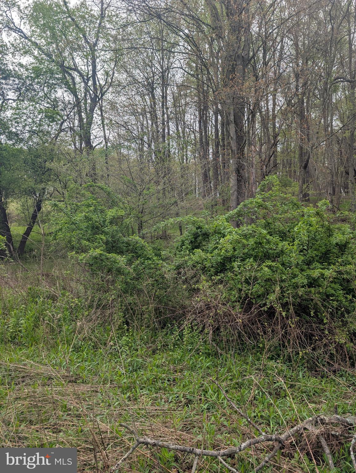 0 Petes Road Osceola Mills, PA 16666 - Photo 2 of 4