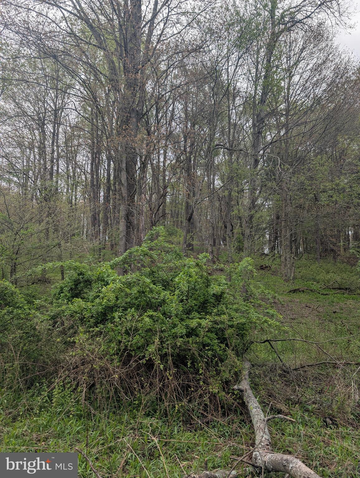 0 Petes Road Osceola Mills, PA 16666 - Photo 3 of 4