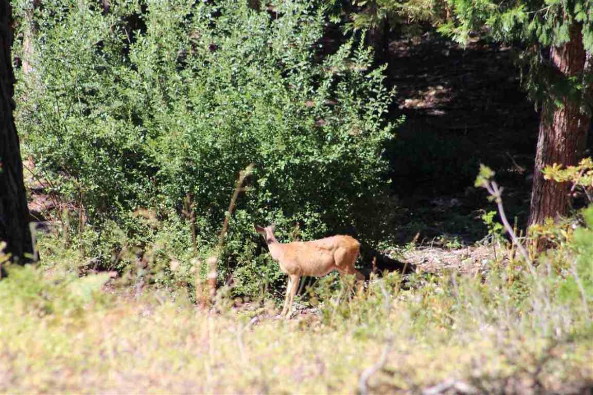 3 Deetz Road Rd Mount Mount Shasta, CA 96067 - Photo 19 of 37 Gallery Image 19