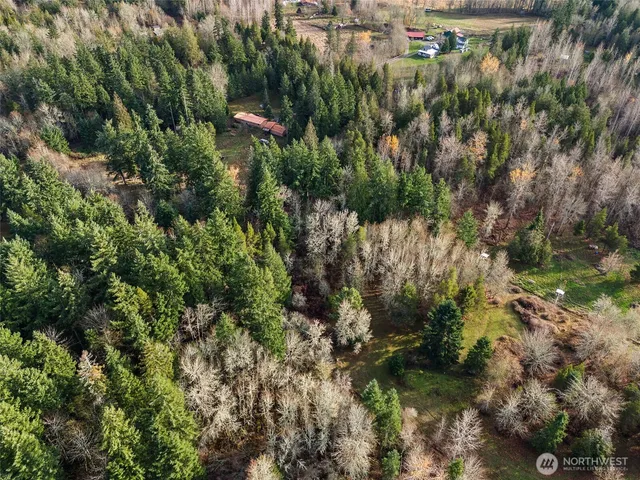a view of a forest with a tree