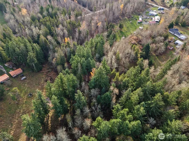 a view of a lush green forest