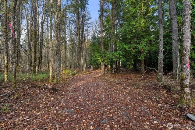 a view of a forest with trees in the background