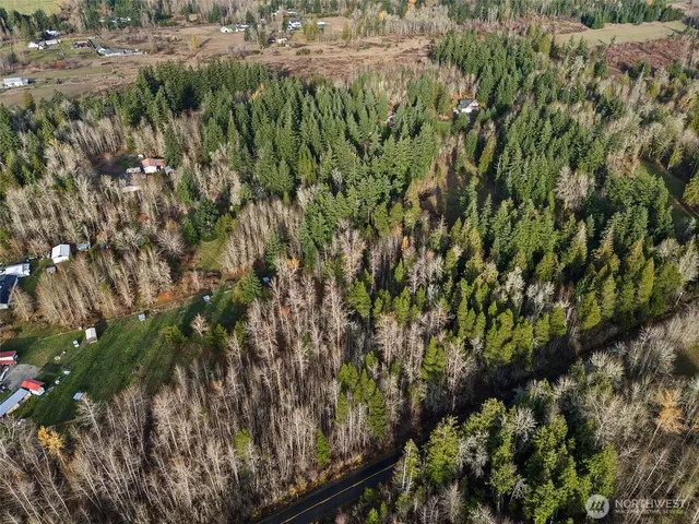 a view of a forest with a tree