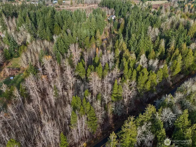 a view of a forest with a tree