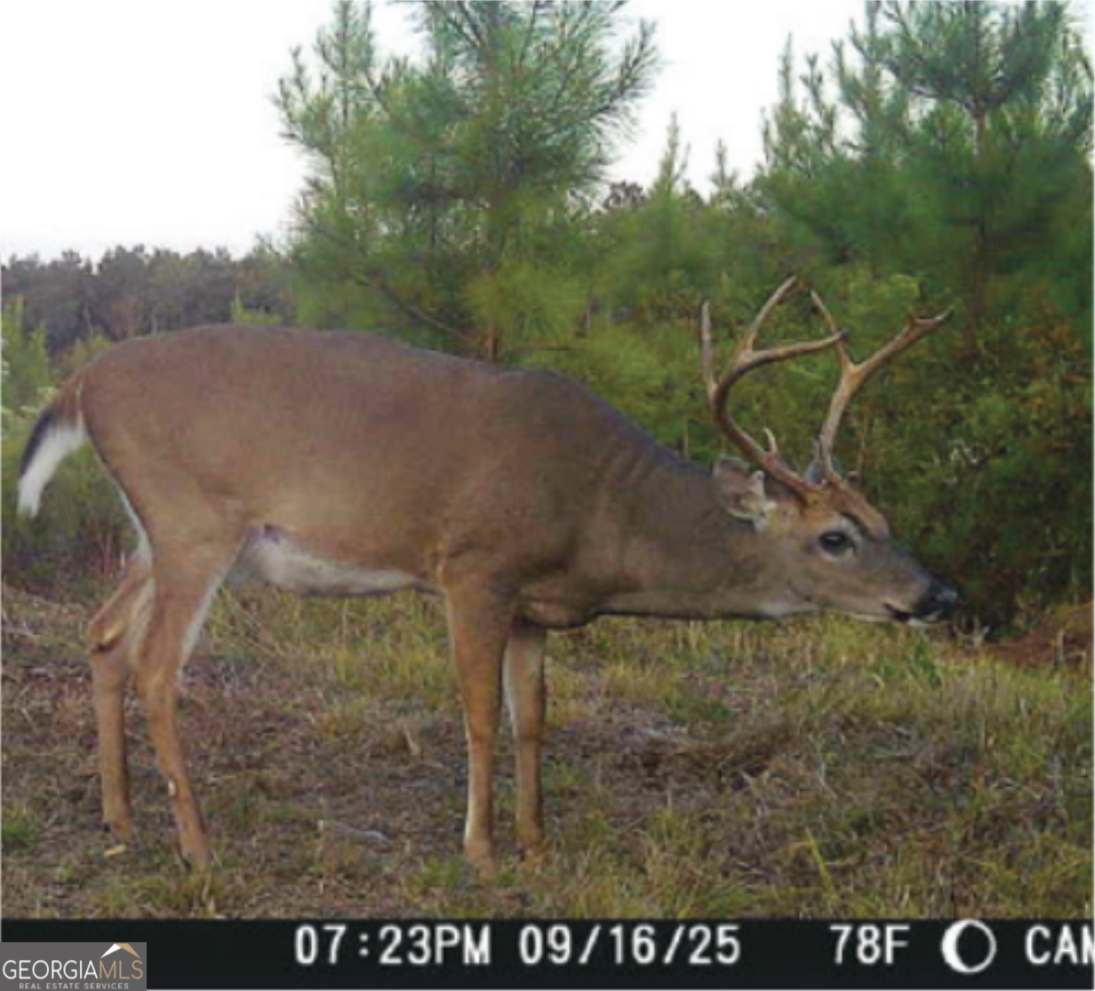 0 Sandy Creek Road Irwinton, GA 31042 - Photo 23 of 34