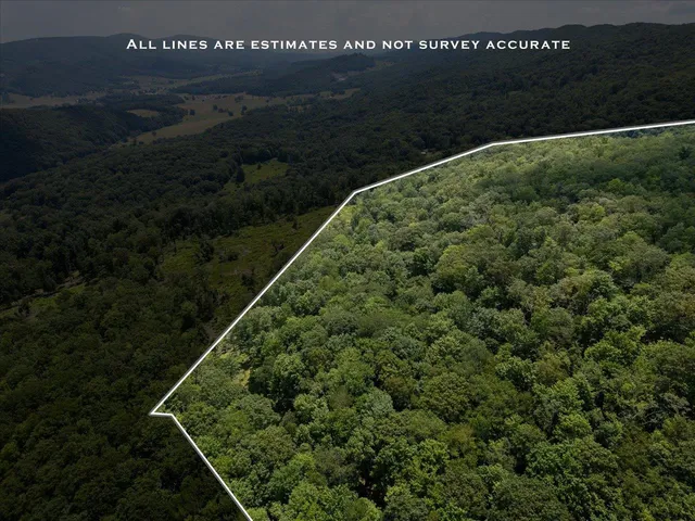 a view of a lush green forest with lush green forest