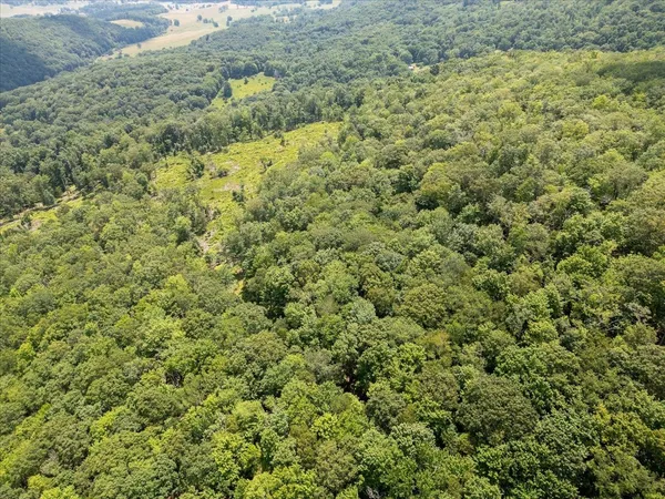 a view of a large tree