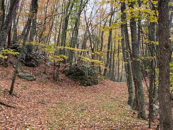 a view of a yard with plants and trees