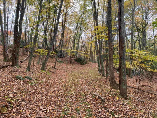 a view of a forest filled with trees