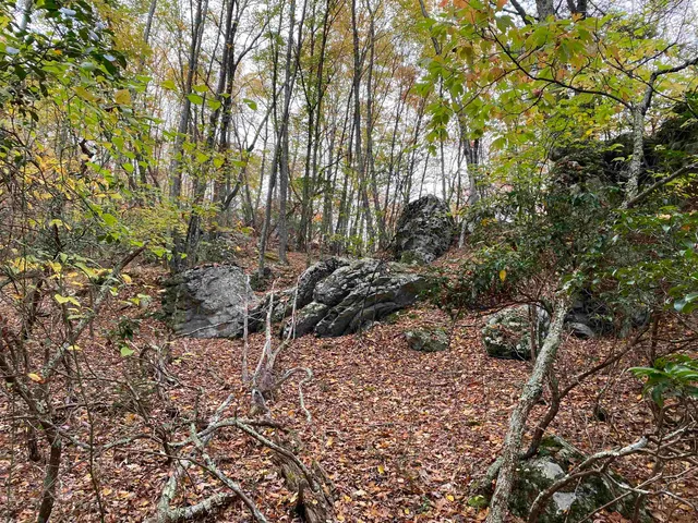 a view of that has a tree