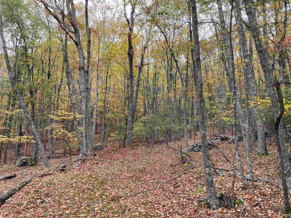 $435,000 | Tbd Halterman Holw Lane, Monterey, VA 24465