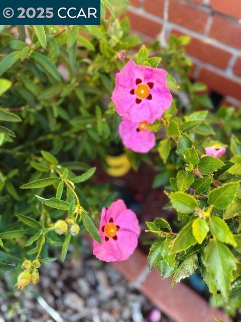 362 Summit Court Pinole, CA 94564 - Photo 56 of 57 a view of a flower