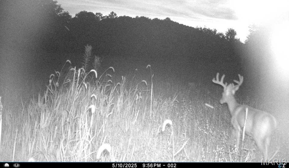 0 Clear Creek Road Richwoods, MO 63071 - Photo 61 of 81