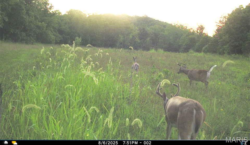 0 Clear Creek Road Richwoods, MO 63071 - Photo 62 of 81