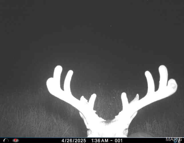 0 Clear Creek Road Richwoods, MO 63071 - Photo 63 of 81