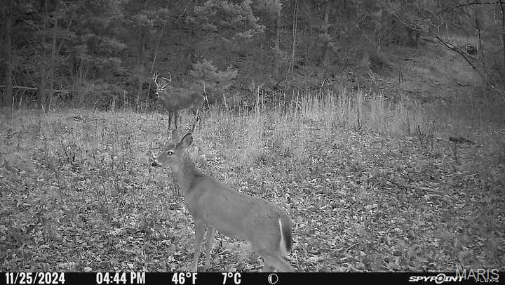 0 Clear Creek Road Richwoods, MO 63071 - Photo 64 of 81