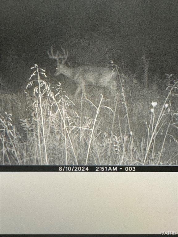 0 Clear Creek Road Richwoods, MO 63071 - Photo 66 of 81