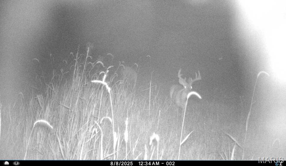 0 Clear Creek Road Richwoods, MO 63071 - Photo 67 of 81