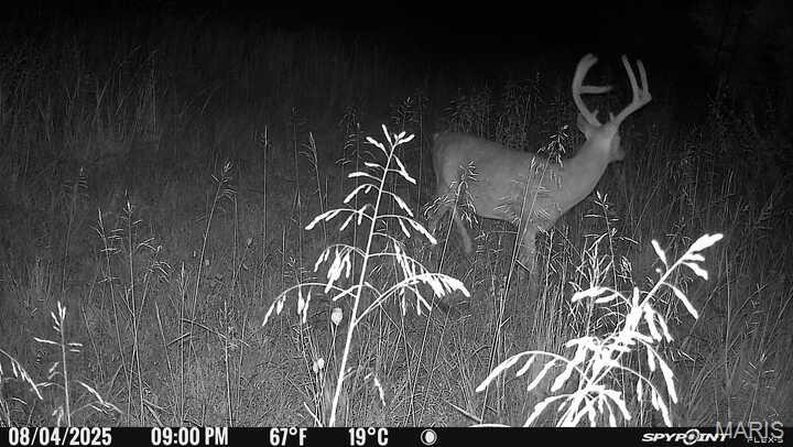 0 Clear Creek Road Richwoods, MO 63071 - Photo 69 of 81