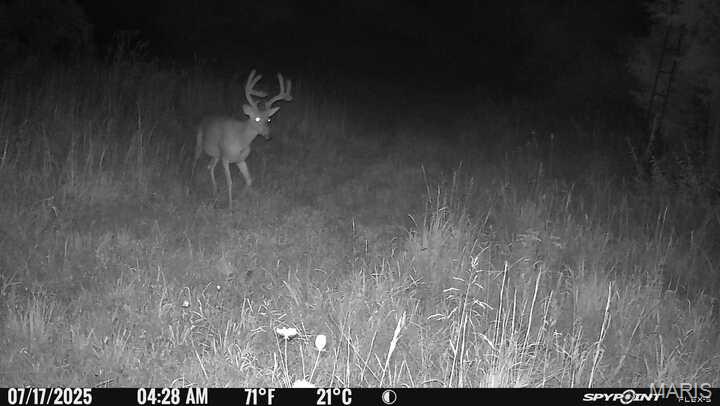 0 Clear Creek Road Richwoods, MO 63071 - Photo 70 of 81