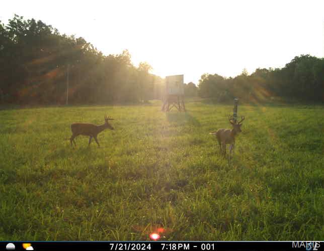 0 Clear Creek Road Richwoods, MO 63071 - Photo 71 of 81