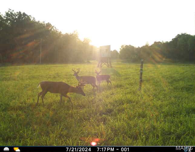 0 Clear Creek Road Richwoods, MO 63071 - Photo 73 of 81