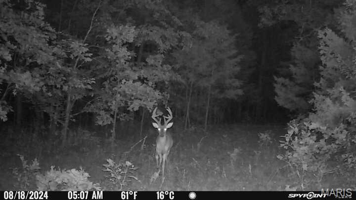 0 Clear Creek Road Richwoods, MO 63071 - Photo 75 of 81