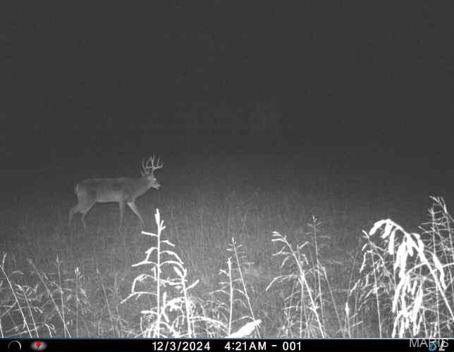 0 Clear Creek Road Richwoods, MO 63071 - Photo 77 of 81