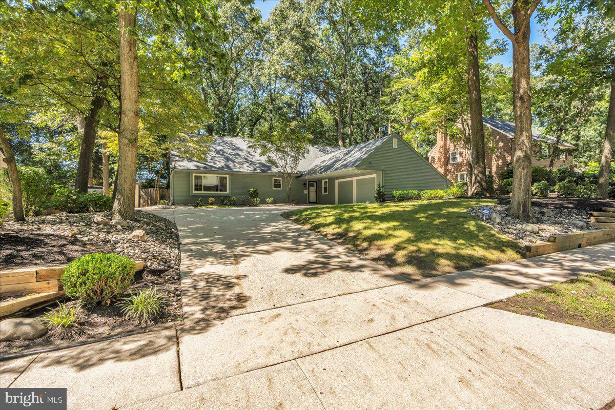 a view of a yard with plants and large trees