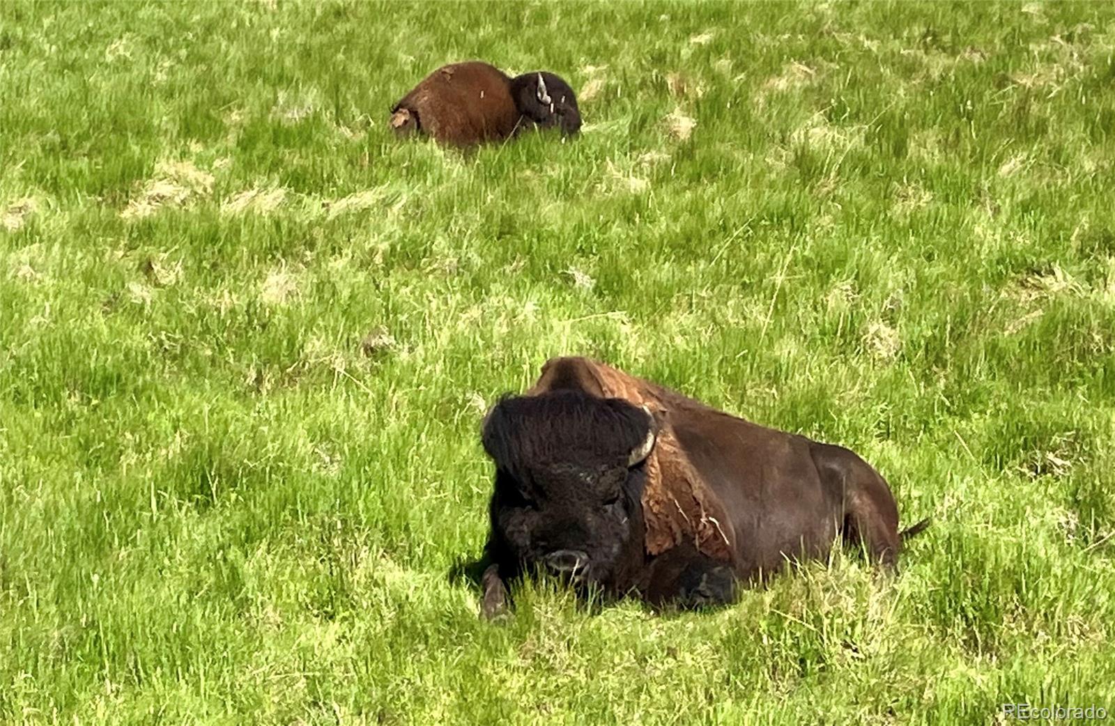 Spruce Street Del Norte, CO 81132 - Photo 36 of 50 a backyard of a house with table and chairs
