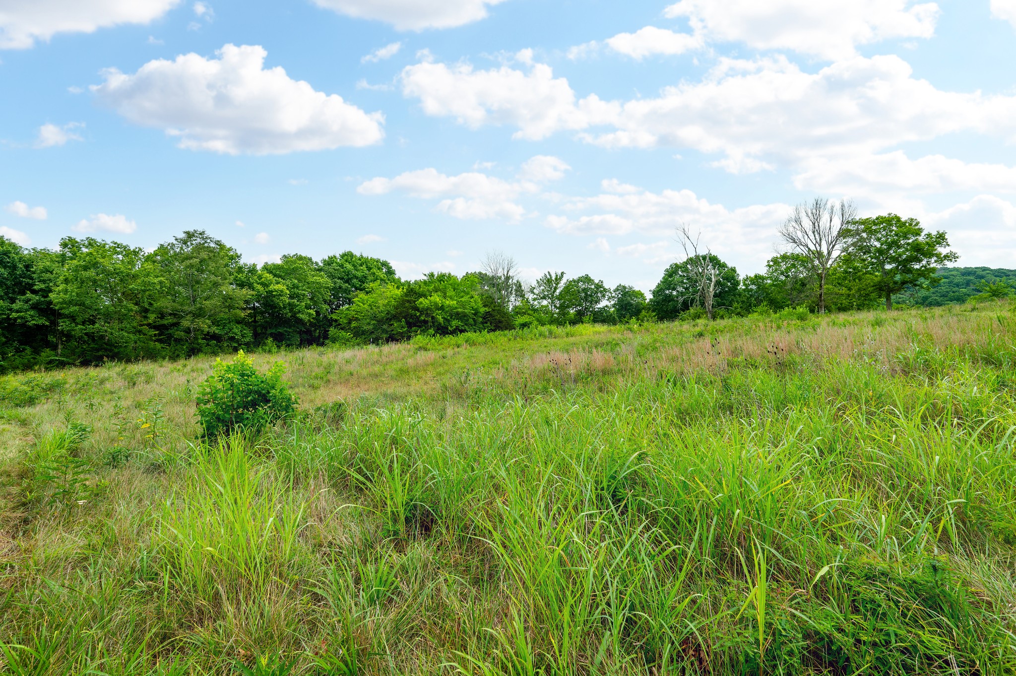 0 Haley Road Watertown, TN 37184 - Photo 14 of 18