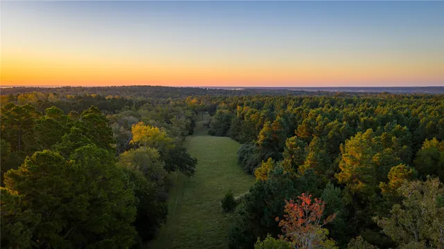 a view of a forest with a lush green forest