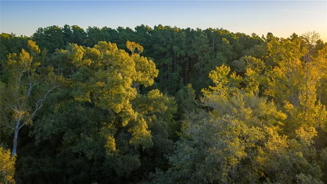 a view of yard with green space
