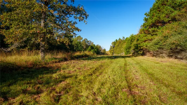 a view of a tree in a yard