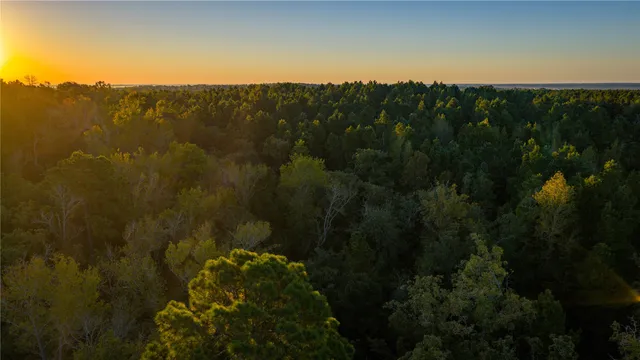 a view of a park with large trees