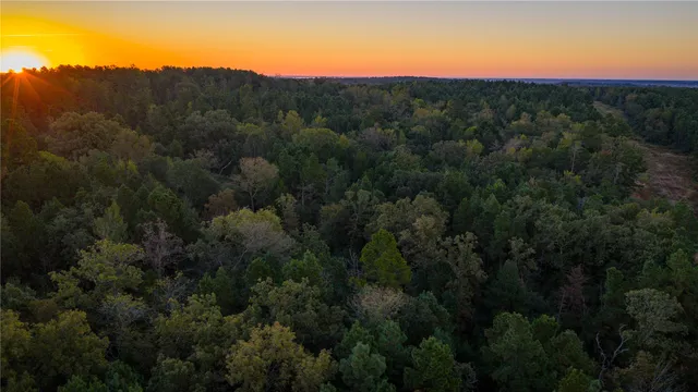 a view of a lot of trees and bushes