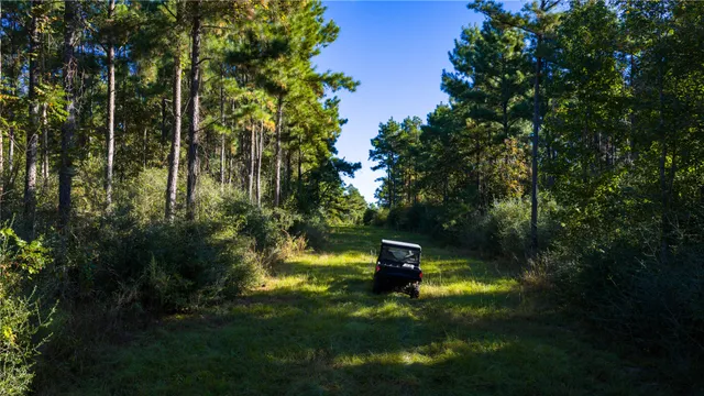 a view of a forest with a tree