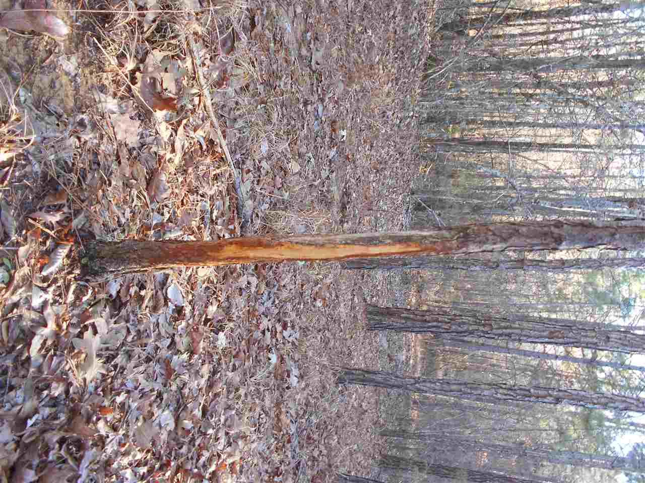 207 Carter Road Coffeeville, MS 38922 - Photo 17 of 27 Photo 17