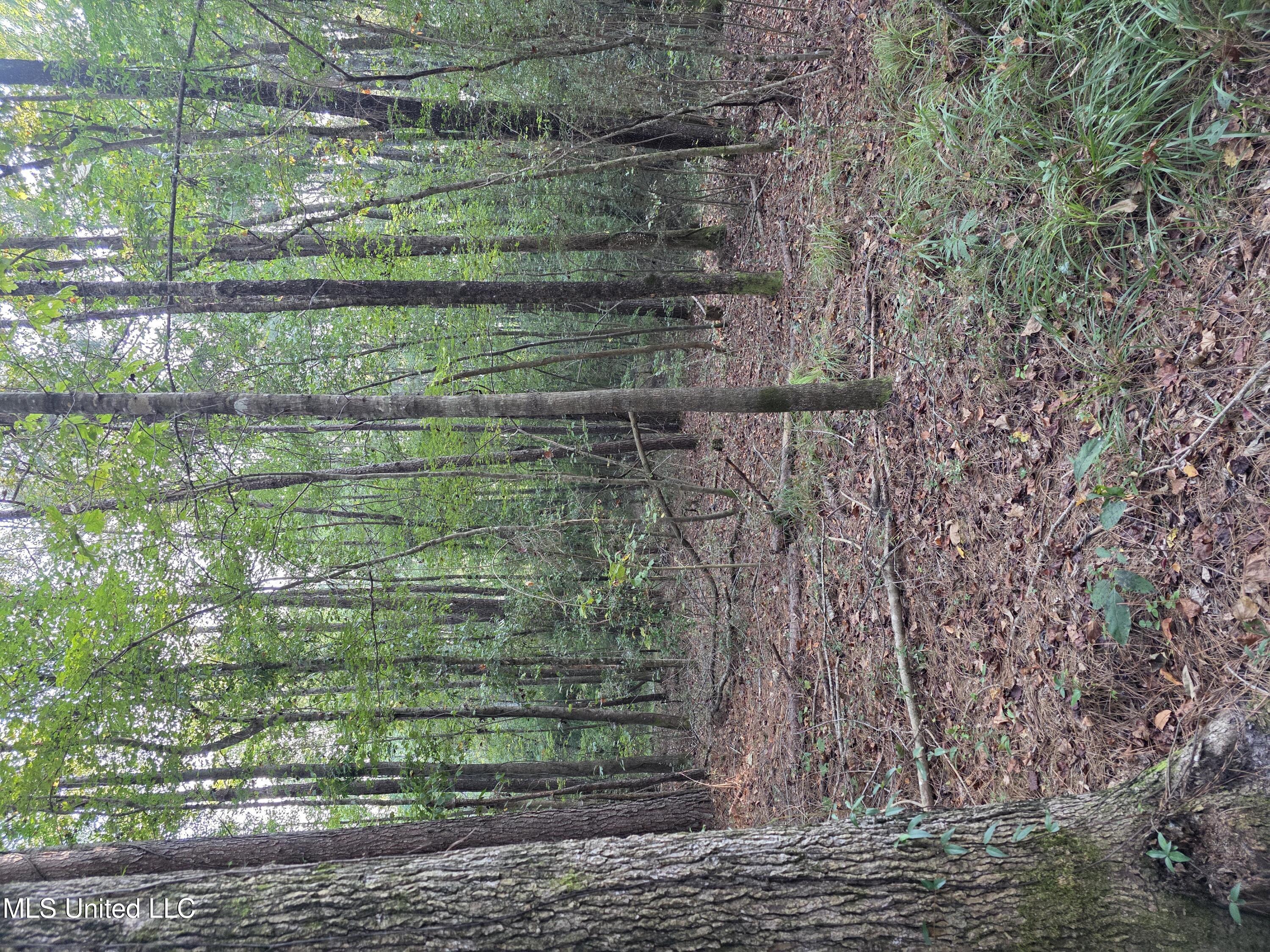 Beautiful wooded site