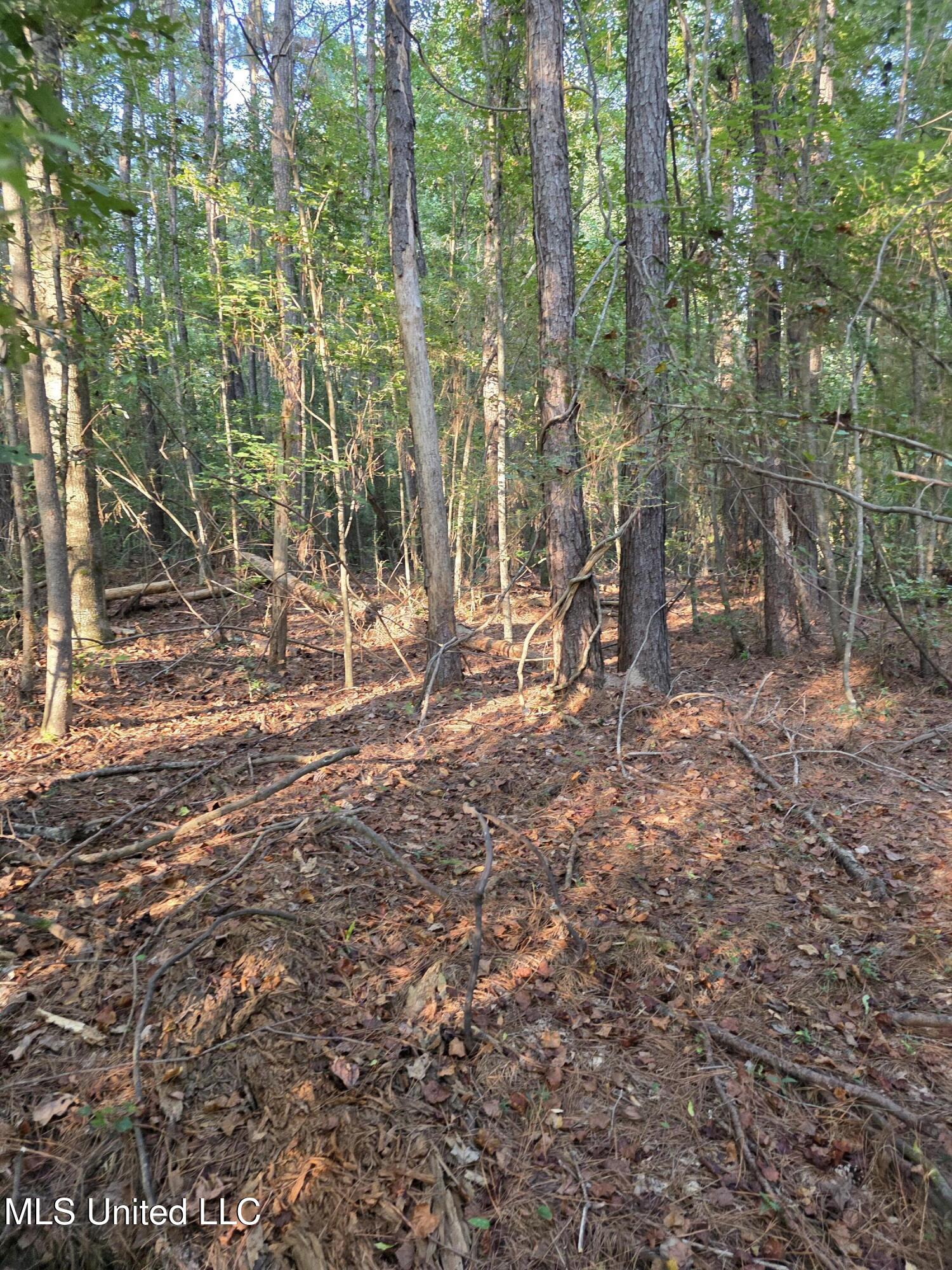 155 County Road Stringer, MS 39481 - Photo 11 of 28 17257