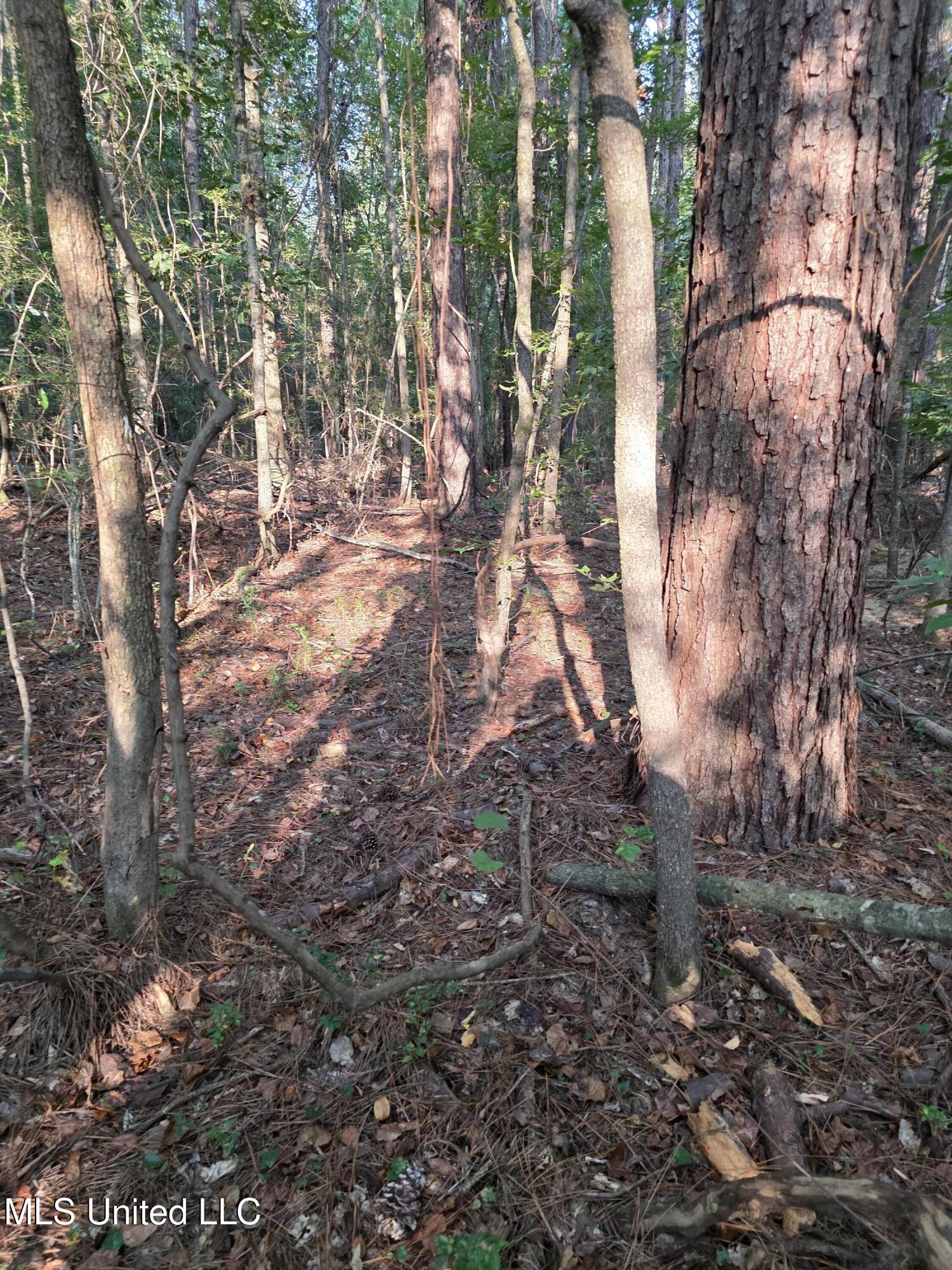 155 County Road Stringer, MS 39481 - Photo 13 of 28 17253