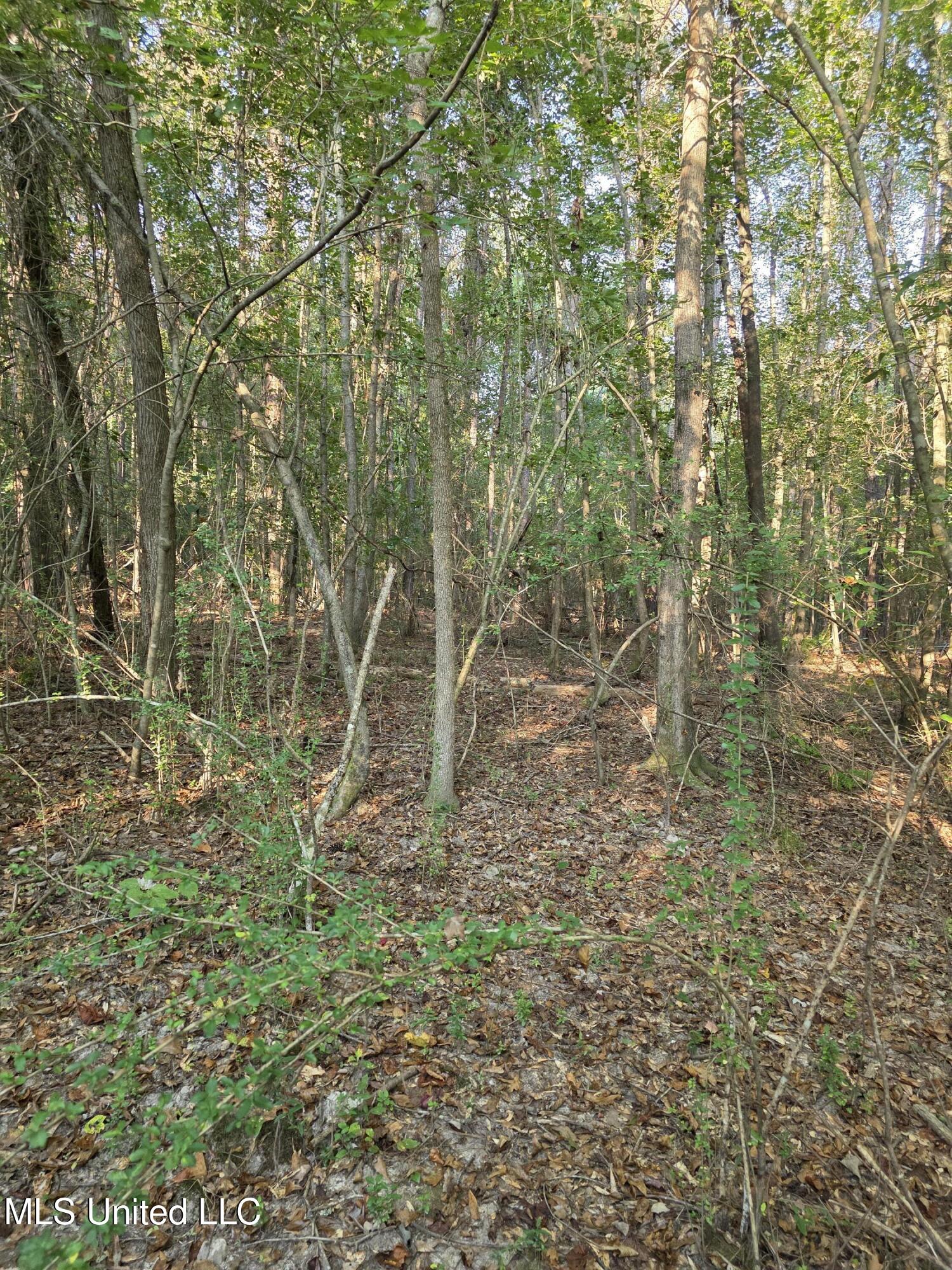 155 County Road Stringer, MS 39481 - Photo 15 of 28 17251