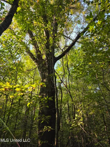 $32,500 | 155 County Road, Stringer, MS 39481