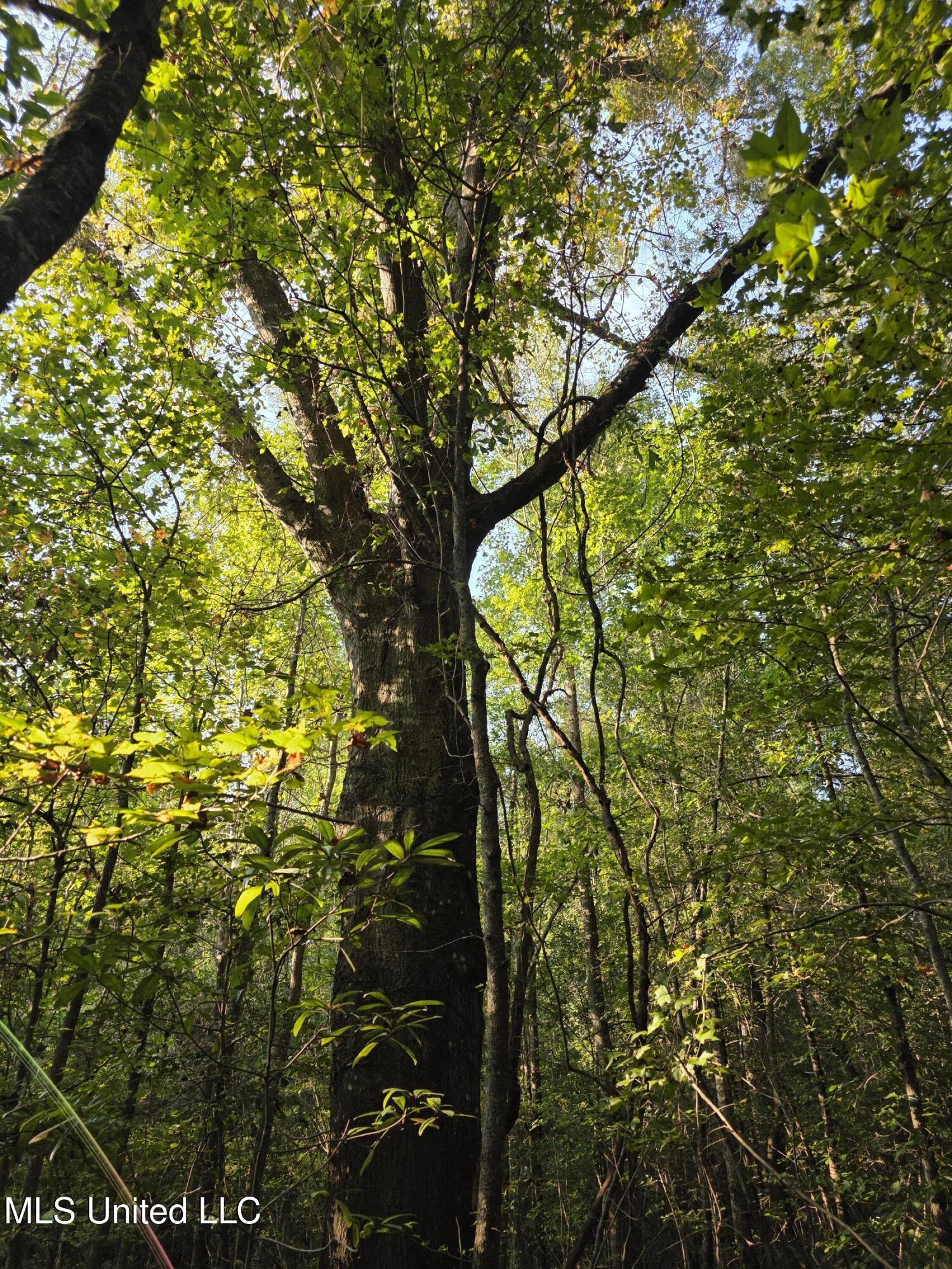 155 County Road Stringer, MS 39481 - Photo 19 of 28 17247