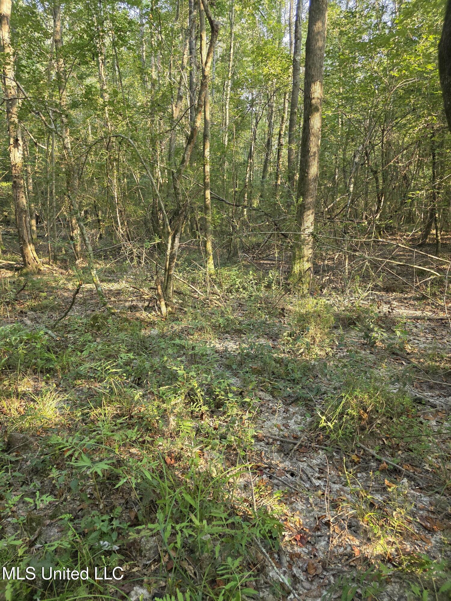 155 County Road Stringer, MS 39481 - Photo 20 of 28 17244