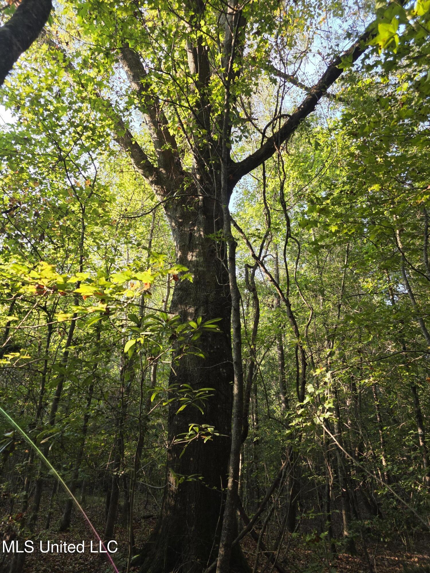 155 County Road Stringer, MS 39481 - Photo 22 of 28 17246