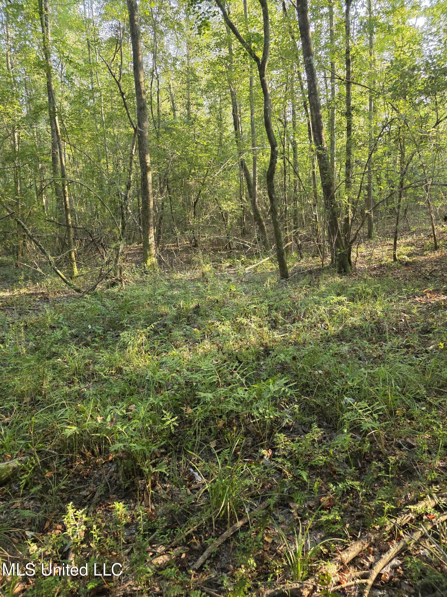 155 County Road Stringer, MS 39481 - Photo 23 of 28 17243
