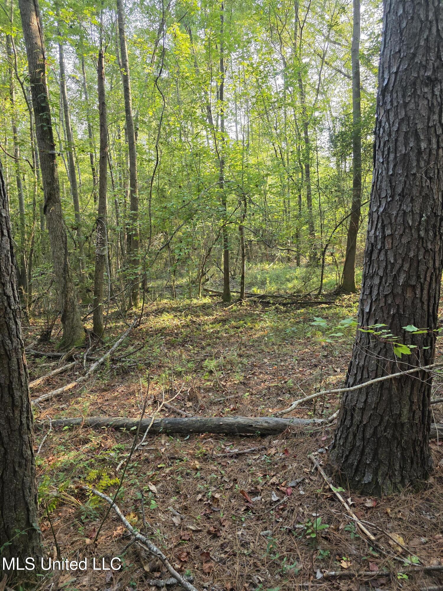 155 County Road Stringer, MS 39481 - Photo 24 of 28 17242