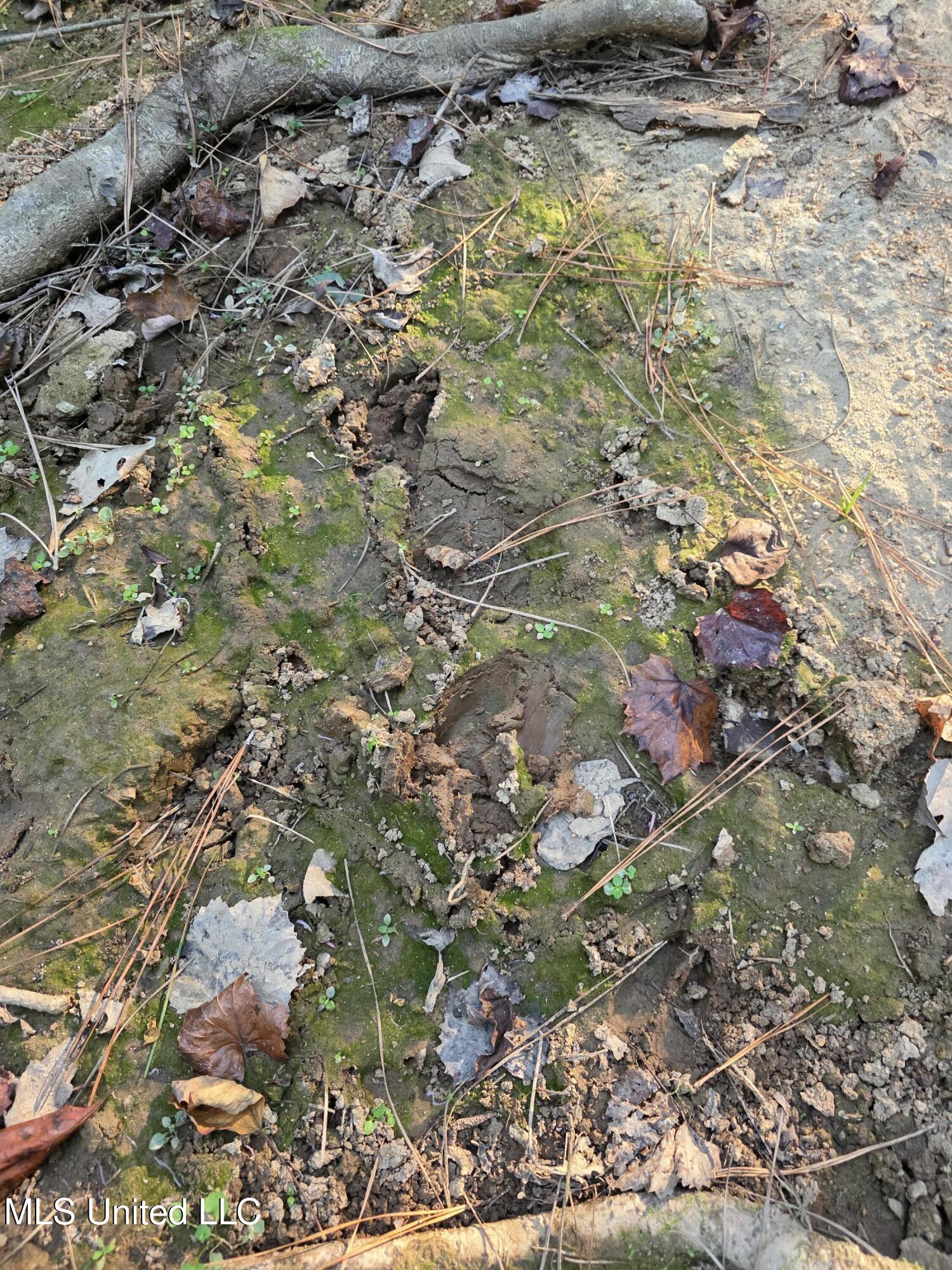 155 County Road Stringer, MS 39481 - Photo 26 of 28 17238